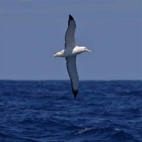 albatross rundresor skottland
